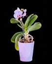 Violet branch orchid flowers, vase, flowerpot, Orchidaceae, Phalaenopsis known as the Moth Orchid, abbreviated Phal. Royalty Free Stock Photo