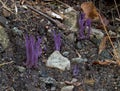 Violet branched coral fungus