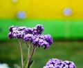 Violet Buddleja or Buddleia butterfly bush flower shalow depth of field Royalty Free Stock Photo