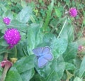 Violet butterfly on purple globe amaranth flower in garden