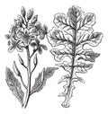 Violet Cabbage or Moricandia sp. vintage engraving