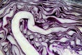 Half of a purple cabbage used for salads and food seasonings, with white hooked vein Royalty Free Stock Photo