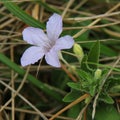 Violet Campanula Bellflowers in a grass. Closeup