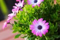 Violet Cape daisy with purple center Royalty Free Stock Photo