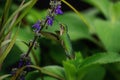 Violet-capped Woodnymph - Female Hummingbird