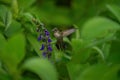 Violet-capped Woodnymph - Female Hummingbird