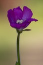 violet carnation in the colors Royalty Free Stock Photo