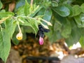 Violet carpenter bee on Campsis trumpet flower front close up view Royalty Free Stock Photo