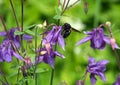 Violet carpenter bee on the flowering Aquilegia Royalty Free Stock Photo
