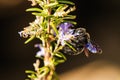 Violet carpenter bee on rosemary Royalty Free Stock Photo