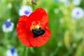 Violet carpenter bee sitting on a red poppy blossom, pollination and wildlife