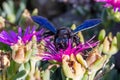 Violet Carpenter bee & x28;Xylocopa violacea& x29; feeding Royalty Free Stock Photo