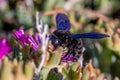 Violet Carpenter bee, Xylocopa violacea, feeding from the flowers of Carpobrotus succulent plants Royalty Free Stock Photo