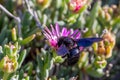 Violet Carpenter bee, Xylocopa violacea, feeding from the flowers of Carpobrotus succulent plants Royalty Free Stock Photo