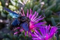 Violet Carpenter bee, Xylocopa violacea, feeding from the flowers of Carpobrotus succulent plants