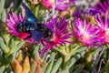 Violet Carpenter bee, Xylocopa violacea, feeding from the flowers of Carpobrotus succulent plants Royalty Free Stock Photo