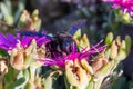 Violet Carpenter bee, Xylocopa violacea, feeding from the flowers of Carpobrotus succulent plants Royalty Free Stock Photo