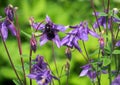 Violet carpenter bee on the flowering Aquilegia Royalty Free Stock Photo