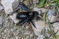 Violet carpenter bee Xylocopa violacea on the ground Royalty Free Stock Photo