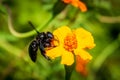 Violet carpenter bee, Xylocopa violacea on the plant Royalty Free Stock Photo