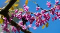 Violet carpenter bee Xylocopa violacea pollinate bloomed flowers of Eastern Redbud. Eastern Redbud Cercis canadensis Royalty Free Stock Photo