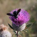 Violet carpenter Xylocopa violacea