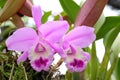 Violet cattleya orchid flower