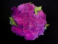 Violet cauliflower Royalty Free Stock Photo