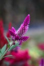 Violet Celosia Argentea Flower Royalty Free Stock Photo