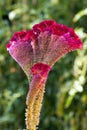 Violet Celosia Flower Royalty Free Stock Photo