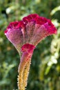 Violet Celosia Flower