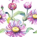 Violet chamomile. Floral botanical flower. Wild spring leaf wildflower pattern. Royalty Free Stock Photo