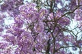 Violet Chinese wisteria flowers blooming in springtime. Bottom view. Blue rain Wisteria blossom Royalty Free Stock Photo