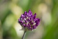 Violet Chives flower Allium schoenoprasum closeup, decorative violet onion