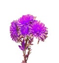 Violet Chrysanthemum flowers, mums or chrysanths, genus Chrysanthemum in the family Asteraceae