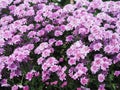 Violet Chrysanthemum flowers in a row at plantation farm