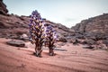 Violet Cistanche Cistanche salsa or Violet Broomrape parasitic plant in desert Wadi Rum