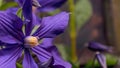 Violet clematis flower