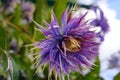 Violet clematis flower in sunny day