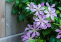 Violet clematis flowers next to fence