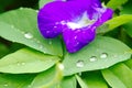 A violet clitoria flower with fresh leaves with water drops Royalty Free Stock Photo