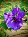 Clitoria ternatea flower of violet colour blooming in a garden. Royalty Free Stock Photo