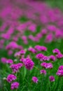 Violet clover blossoms in a domestic garden