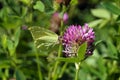 Violet clover flower with butterfly