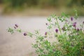 Violet clover plant grows by the road