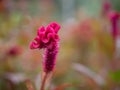 Close up violet cock comb flower with bokeh nature background