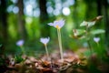 Violet Colchicum autumnale autumn crocus, meadow saffron, naked lady with green blurry forest background. Autumn leaves on the gro Royalty Free Stock Photo