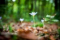 Violet Colchicum autumnale autumn crocus, meadow saffron, naked lady with green blurry forest background. Royalty Free Stock Photo