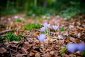 Violet Colchicum autumnale autumn crocus, meadow saffron, naked lady with green blurry forest background. Royalty Free Stock Photo