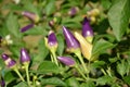 Violet color of chilies Royalty Free Stock Photo